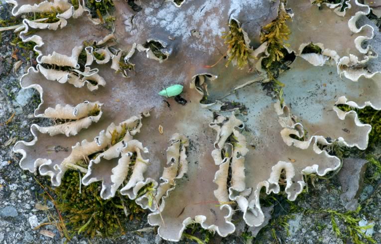 Dog Lichen